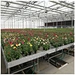 Wholesale Strawberry Hydroponic Growing Systems Agriculture Farm Soilless Strawberry Planting