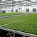 Wholesale Strawberry Hydroponic Growing Systems Agriculture Farm Soilless Strawberry Planting
