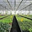 Wholesale Strawberry Hydroponic Growing Systems Agriculture Farm Soilless Strawberry Planting