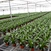 Wholesale Strawberry Hydroponic Growing Systems Agriculture Farm Soilless Strawberry Planting